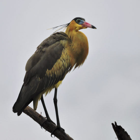 Whistling Heron