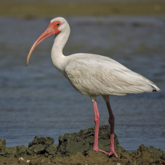 White Ibis - Eudocimus albus - Flamencos National Park