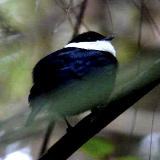 White bibbed Manakin - Corapipo leucorrhoa - Birdwatching Colombia