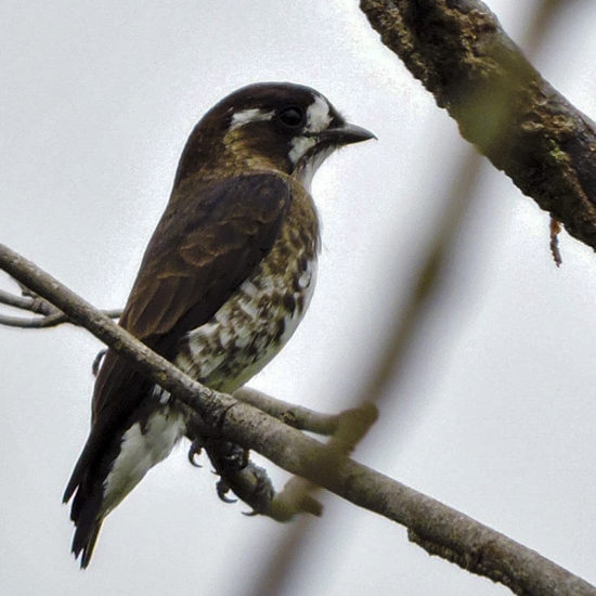 White-bowed Purpletuft