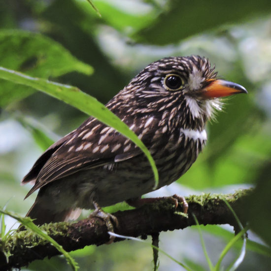 White-chested Puffbird - Malacoptila fusca_