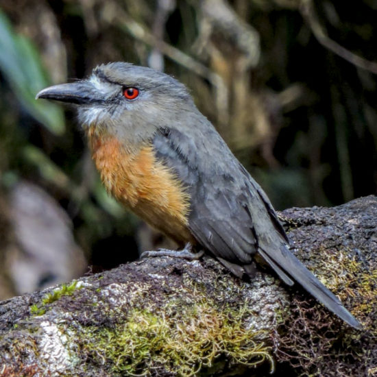 White-faced Nunbird - Hapaloptila castanea - Bird in Colombia