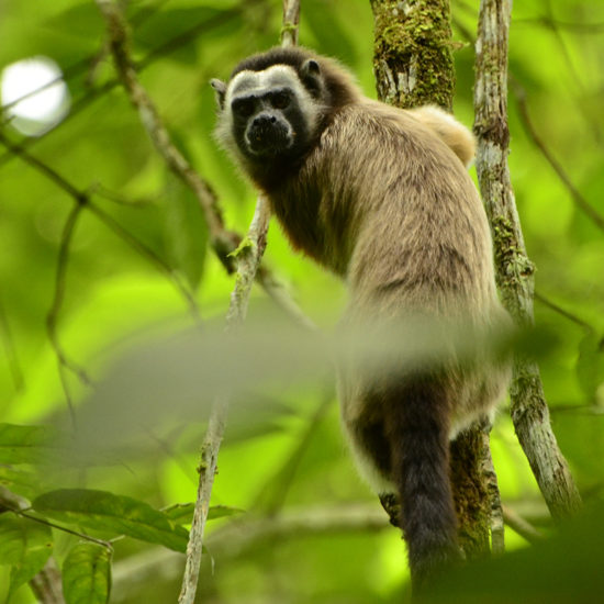 White-footed Tamarin - Saguinus leucopus - Birdwatching Colombia