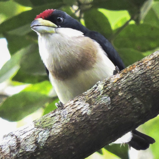 White-mantled Barbet - Capito hypoleucus