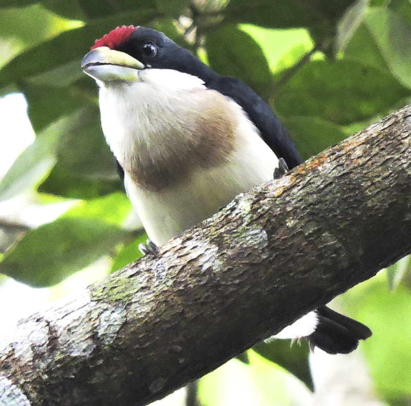 White-mantlet Barbet - Capito hypoleucus - Birdwatching Colombia