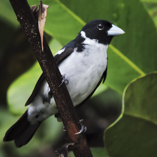 White-naped Seedeater