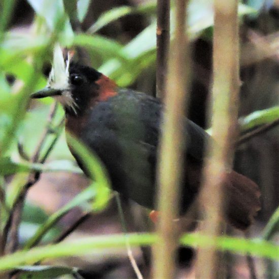 White-plumed Antbird