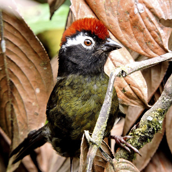 White-rimmed Brush Finch