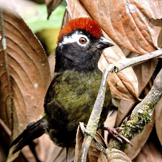 White-rimmed Brush-Finch - Atlapetes leucopis - Birdwatching Colombia