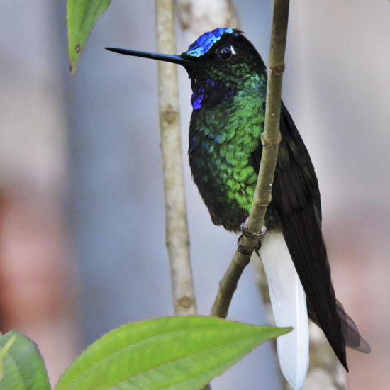 White-tailed Stafrontlet