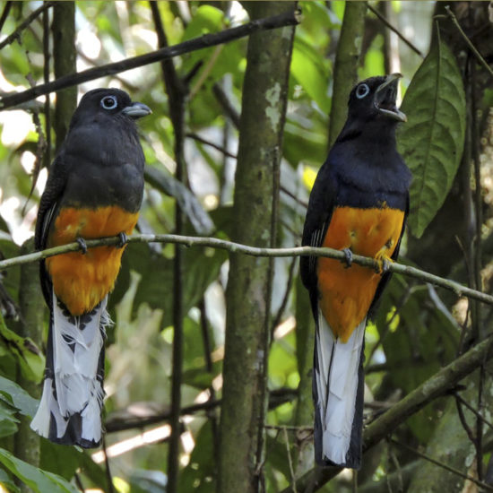 White-tailed Trogon - Trogon chionurus - Birdwatching Colombia