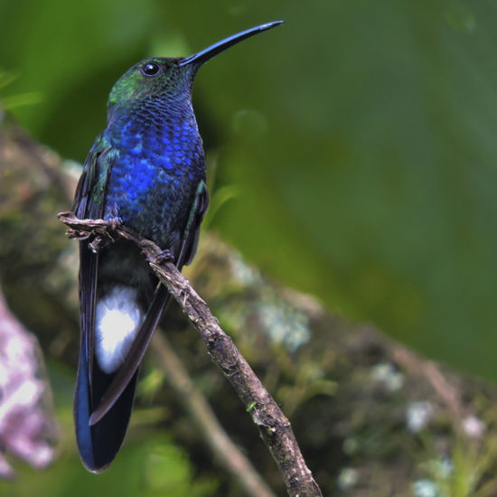 White-vented Plumeleter