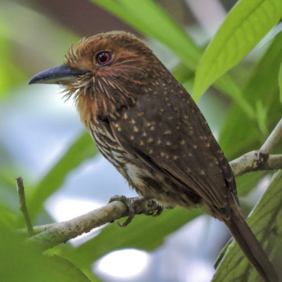 White-whiskered Puffbird - Malacoptila panamensis