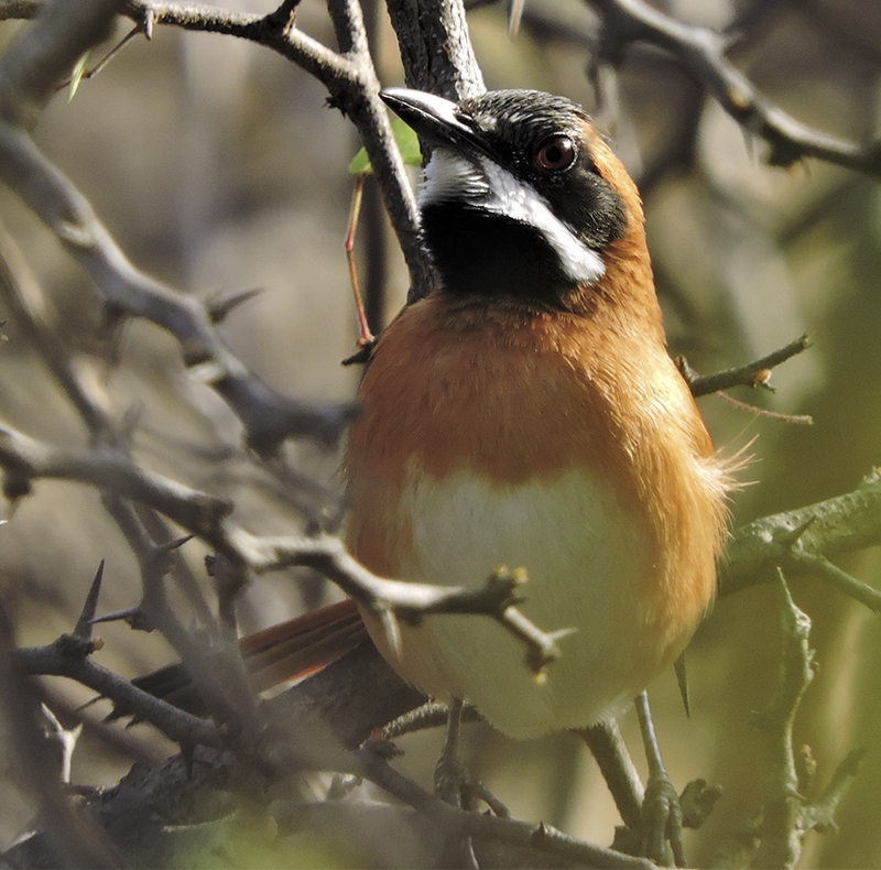 White-whiskered Spinetail