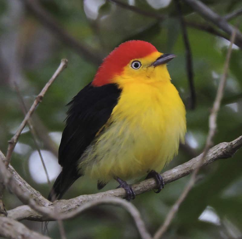 Wire-tailed Manakin - Pipra filicauda - birdwatching colombia