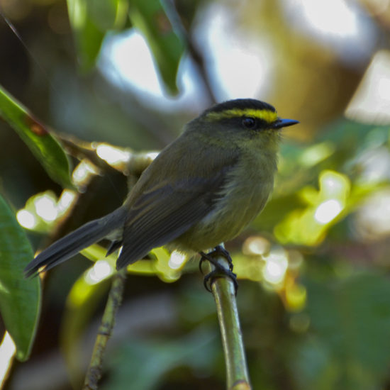 Yellow-bellied Chat-Tyrant