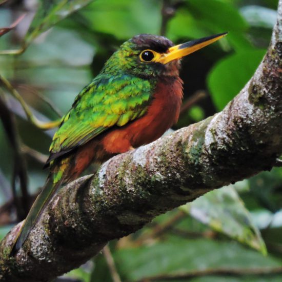 Yellow-billed Jacamar