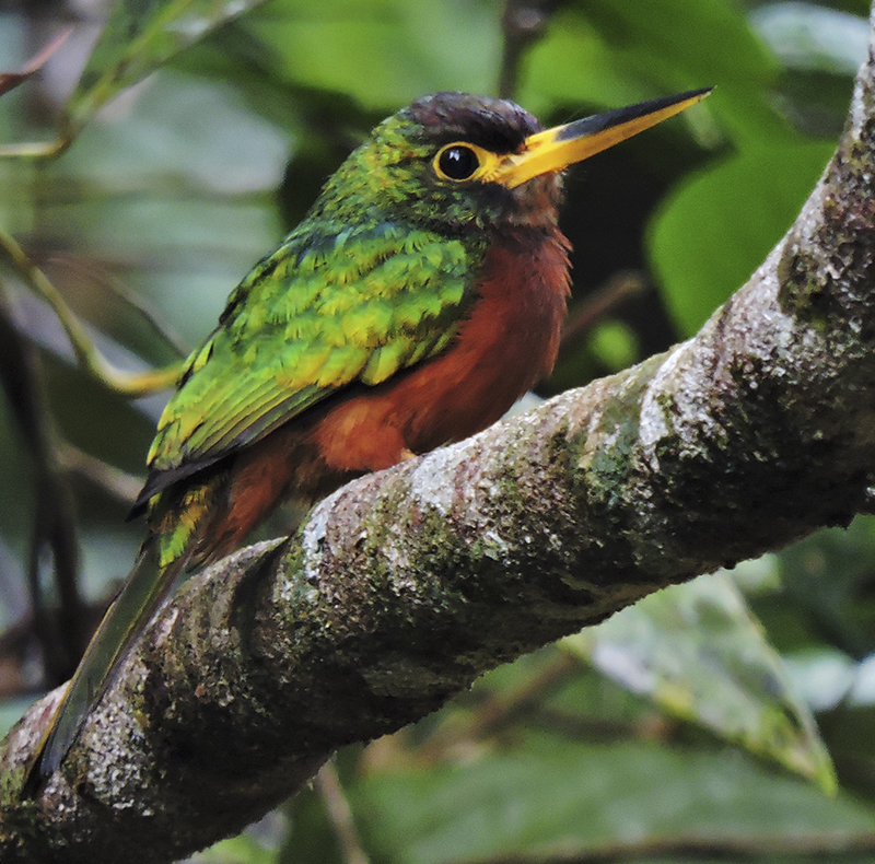 Yellow-billed Jacamar