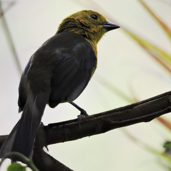 Yellow-headed Brsuh-Finch - Atlapetes flaviceps - Birdwatching Colombia