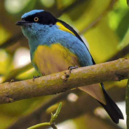 Yellow-tufted Dacnis - Dacnis lineata - Birding in Colombia