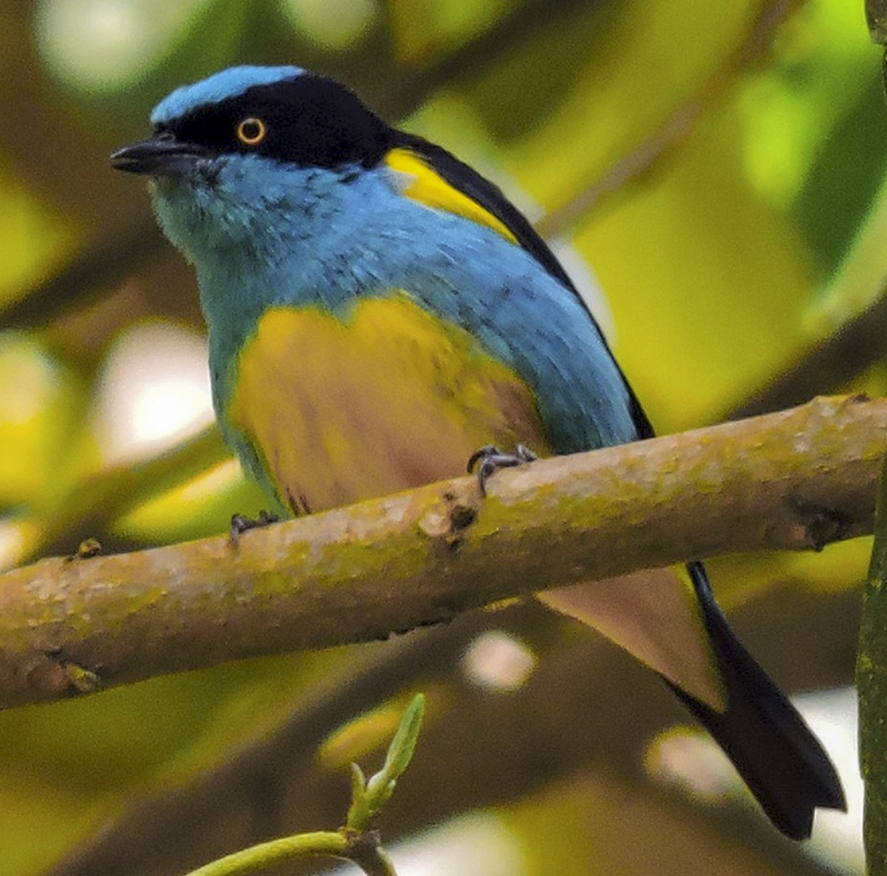 Yellow-tufted Dacnis - Dacnis lineata - Birding in Colombia