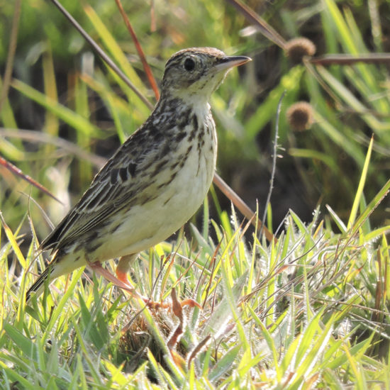 Yellowish Pipit - Anthus lutescens