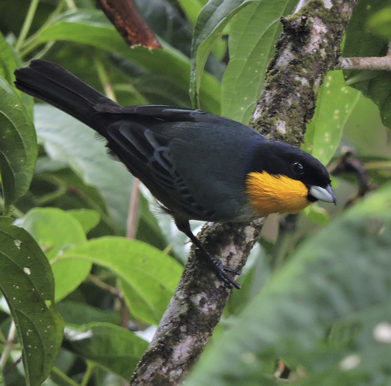 yellow-throated Tanager