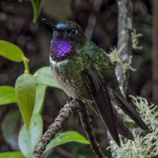 Amethyst throated Sunangel - Heliangelus amethysticollis