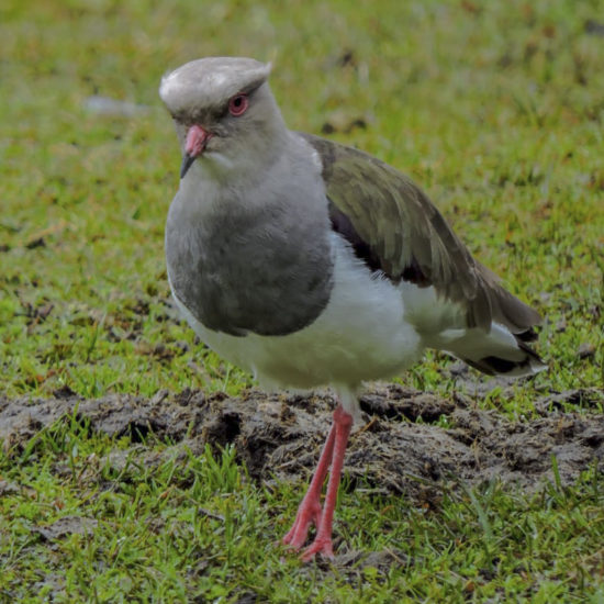 Andean Lapwing - Andean Lapwing