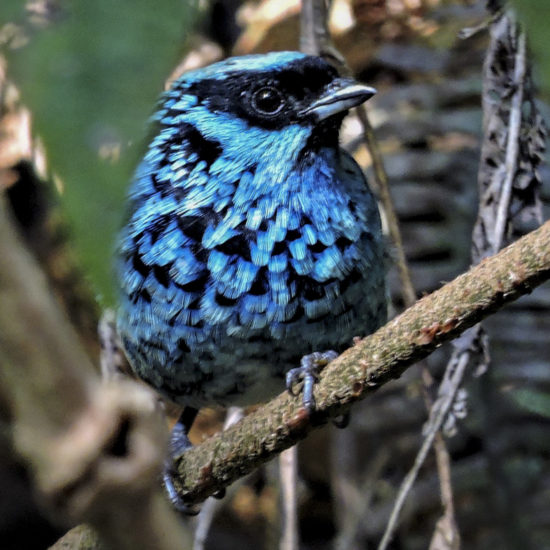 Beryl-spangled Tanager - Tangara nigroviridis - Birding, birdwatching and nature tours in colombia