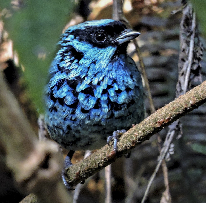Beryl-spangled Tanager - Tangara nigroviridis - Birding, birdwatching and nature tours in colombia