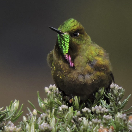 Bronze-tailed Thronbill - Chalcostigma heteropogon