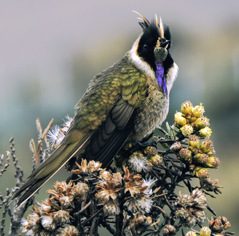 Buffy Helmetcrest - Oxypogon stuebelii - Colombia Endemic 1 Andes & Chocó