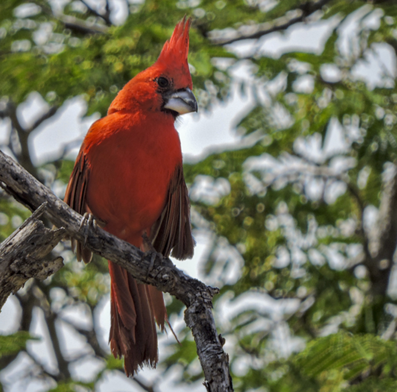 Cardinalis phoeniceus - Vermilion Cardinal