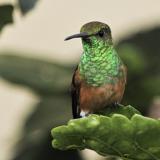 Chestnut-bellied Hummingbird - Amazilia castaneiventris