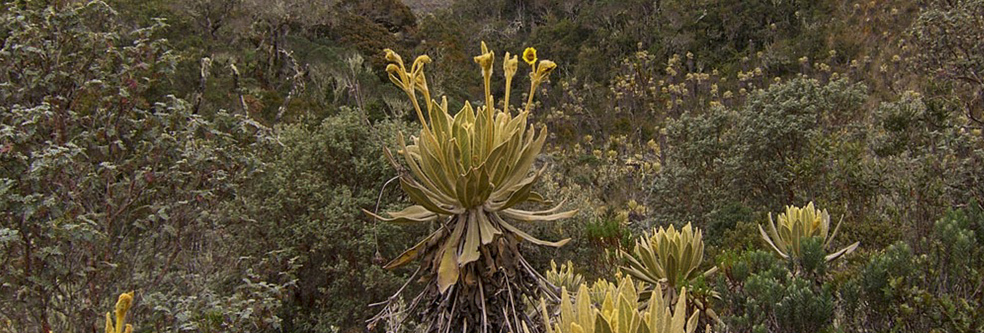 Colombian Andes - Birding in Colombia