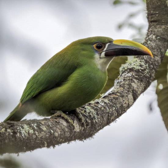 Emerald Toucanet - Aulacorhynchus prasinus