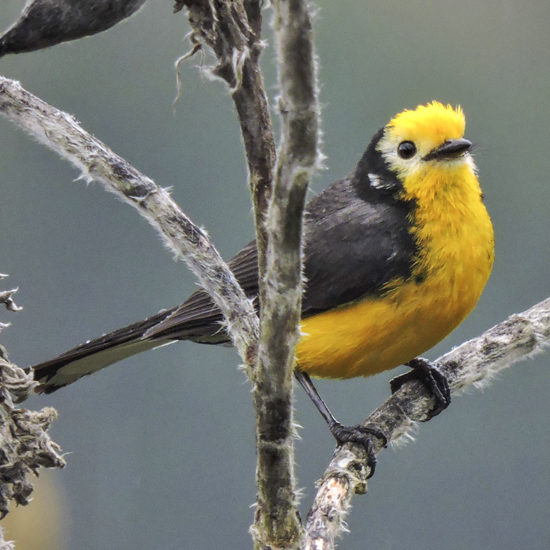 Golden-fronted Whitestart - Myioborus ornatus