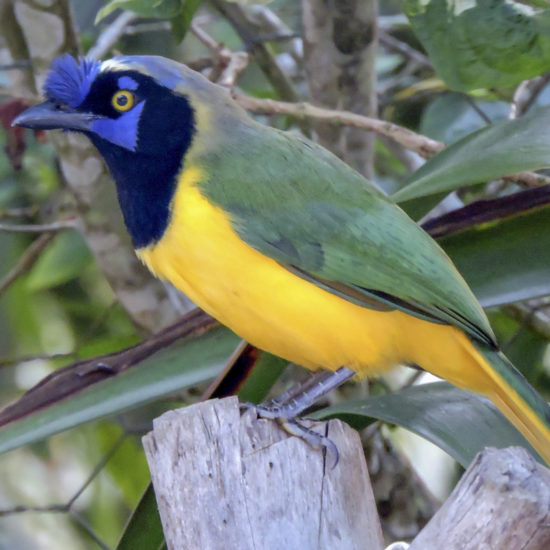 Green Jay - Cyanocorax yncas