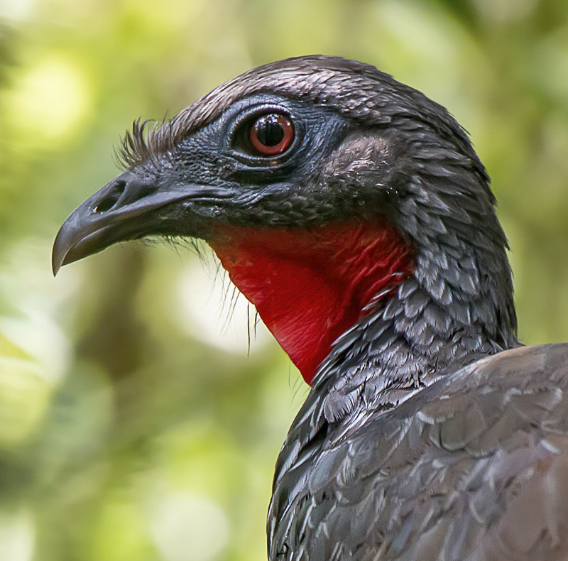 Mix Endemic Birding Journey