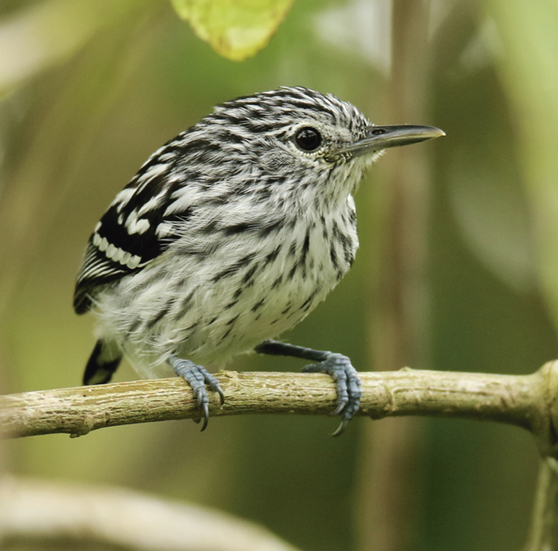 Pacific Antwren_Pacific