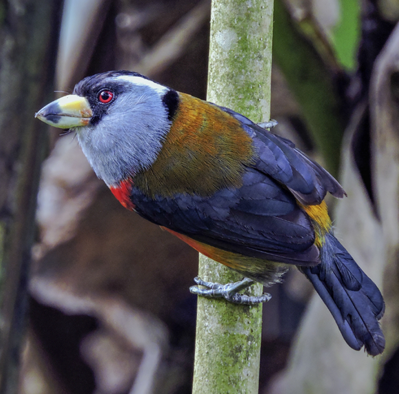 Semniornis ramphastinus - Toucan Barbet