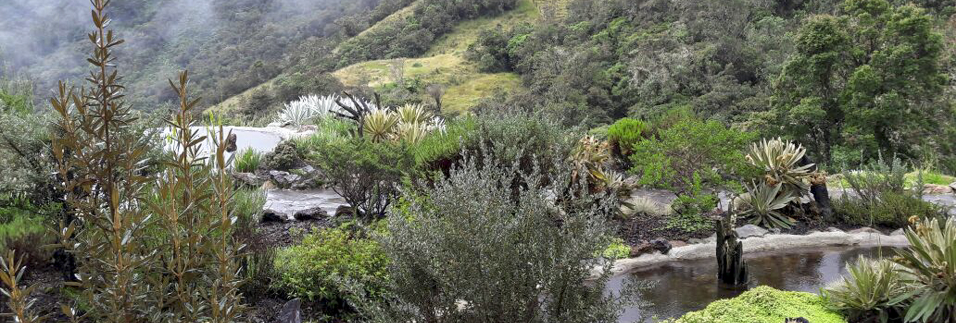 Termales del Ruiz Colombia - Birding