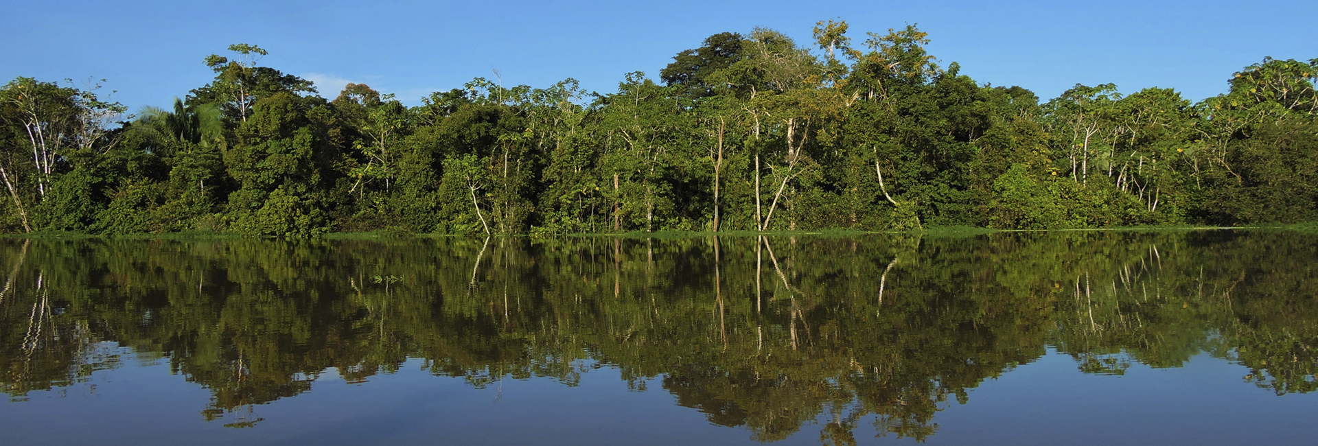 Inirida River Birdwatching - Birding Tour