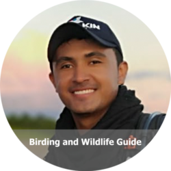 Camilo Orjuela - Amazon Birdwatching Camilo Orjuela - Amazon Birdwatching