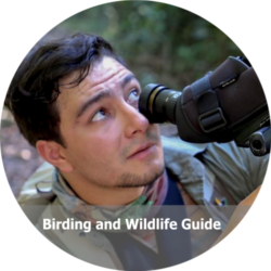 Cristian Daza - Birdwatching Colombia