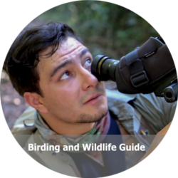 Cristian Daza - Birdwatching Colombia Cristian Daza - Birdwatching Colombia