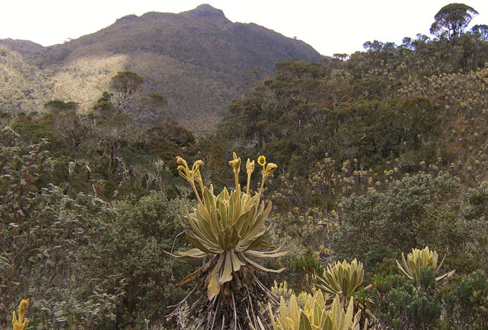 ANDEAN REGION COLOMBIA(2)