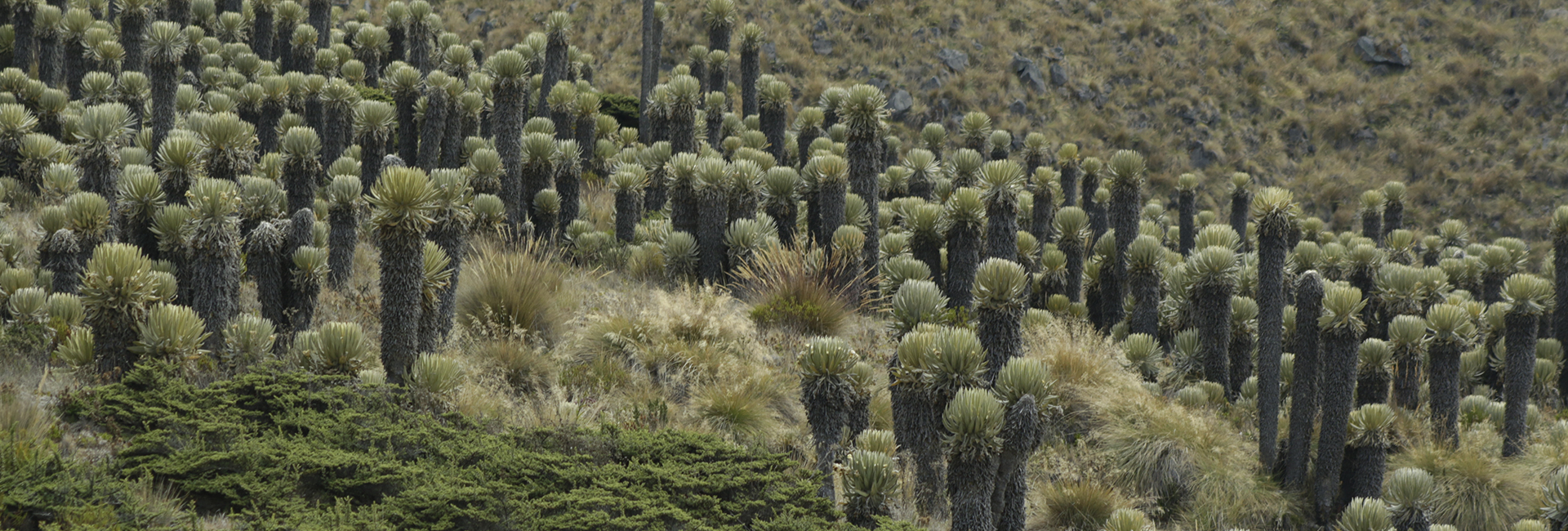 Paramo Ecosystem Colombia