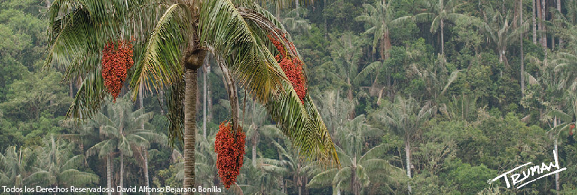 Wax Palm